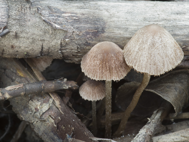 Psathyrella orbicularis